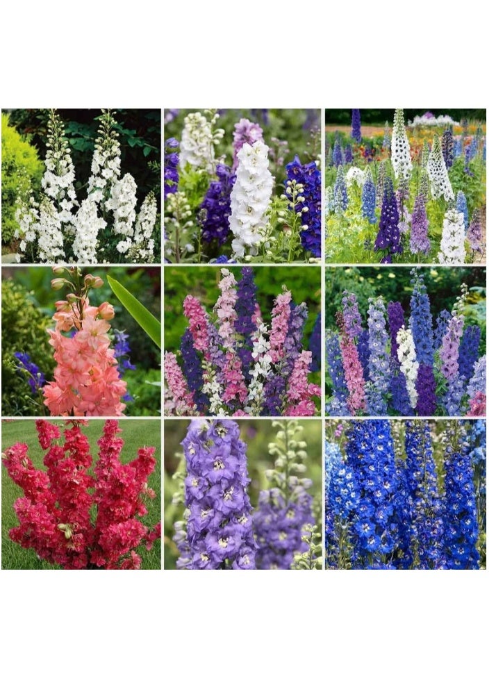 200 Pcs Larkspur Clivedon Beauty - Delphinium Cultorum Belladonna Flower Seeds, Home Garden Planting by Heavy Torch Mix Color - Image 1